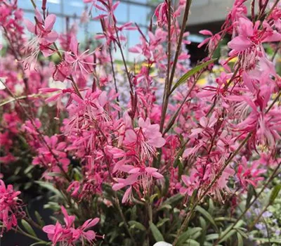 Gaura lind. 'Gaudi Medium Rose' Gaura lind. 'Gaudi Medium Rose'