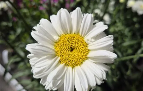 Leucanthemum superbum Victorian Secret