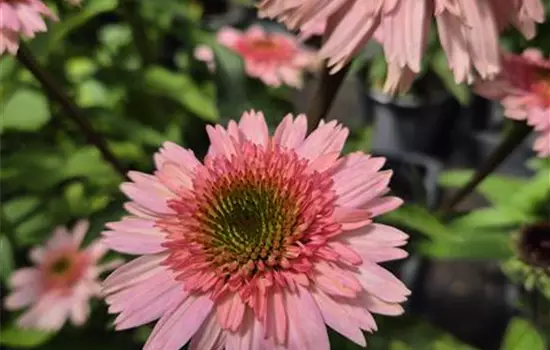 Echinacea purpurea 'Papallo Classic Dragon Fruit'