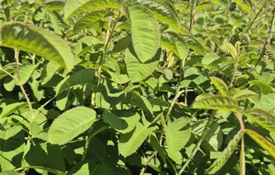 Damascena 'Trigintipetala' ® Damascena 'Trigintipetala' ®