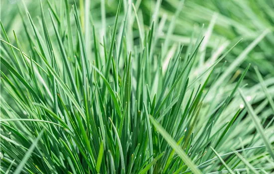 Miscanthus sinensis 'Yaka Dance'