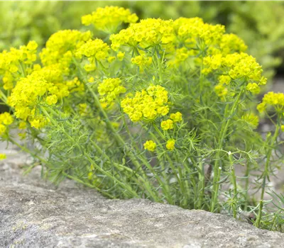 Euphorbia cyparissias