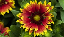Gaillardia aristata 'Spintop Orange Halo'