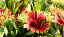 Gaillardia aristata 'Spintop Orange Halo'