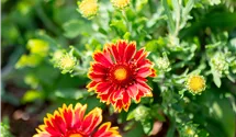 Gaillardia aristata 'Spintop Orange Halo'