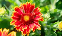 Gaillardia aristata 'Spintop Orange Halo'