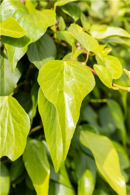 kentia palme sonne Howea forsteriana