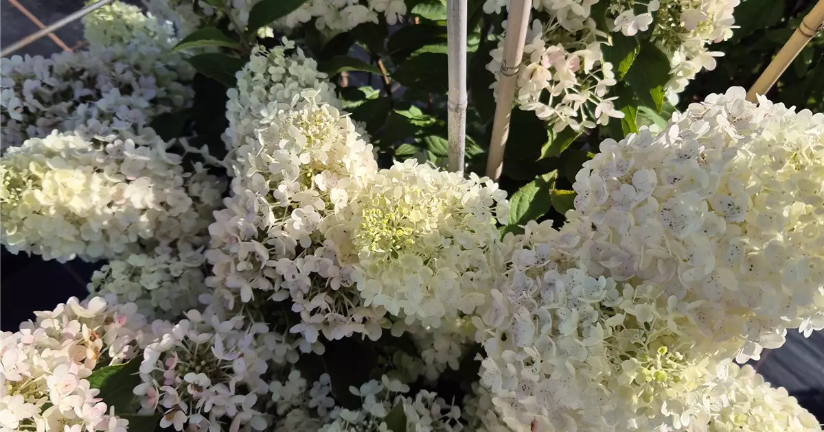 Hydrangea paniculata 'Magical Matterhorn'