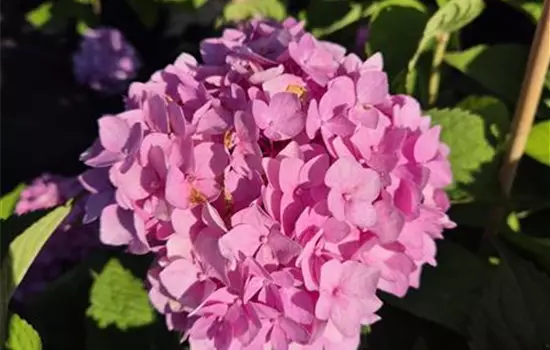 Hydrangea macrophylla 'Endless Summer The Original'