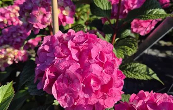 Hydrangea macrophylla 'Endless Summer BloomStar'