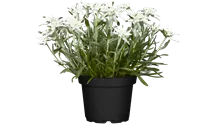 Edelweiss 'Matterhorn'