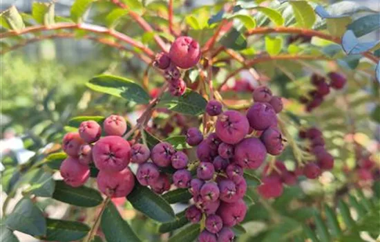 Sorbus aucuparia 'Purple Magic'