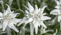 Edelweiss 'Matterhorn'