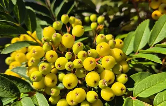 Sorbus aucuparia 'Sunshine' 