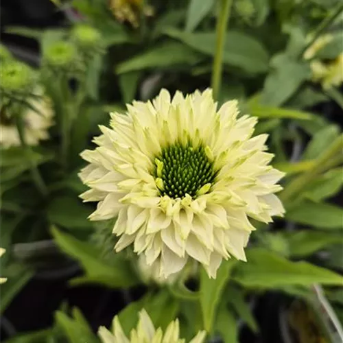 Echinacea purpurea 'SunSeekers White Perfection' Echinacea purpurea 'SunSeekers White Perfection'
