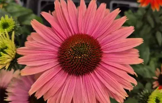 Echinacea purpurea 'Sombrero Rose'