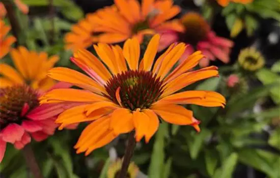Echinacea purpurea 'SunSeekers Orange'