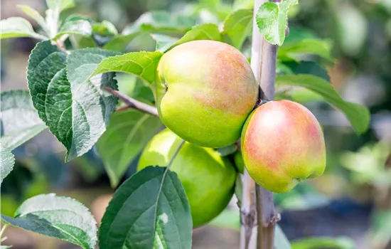 Malus 'Gravensteiner Rellstab' Malus 'Gravensteiner Rellstab'