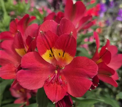 Alstroemeria 'Summer Paradise Summer Pepper' Alstroemeria 'Summer Paradise Summer Pepper'