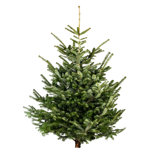 Weihnachtsbaum Nordmann geschnitten