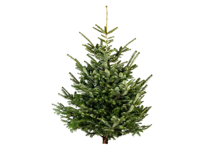 Weihnachtsbaum Nordmann geschnitten Weihnachtsbaum Nordmann geschnitten