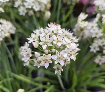 Allium 'Cliffs of Dover' Allium 'Cliffs of Dover'