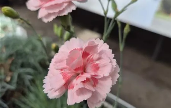 Dianthus plumarius 'Doris'