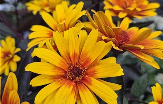 Heliopsis helianthoides 'Luna Roja'