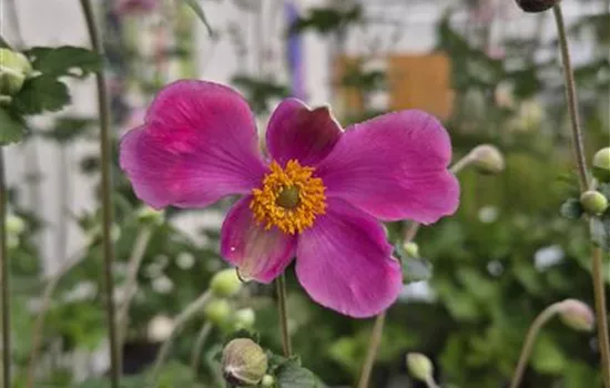 Anemone hupehensis 'Splendens' Anemone hupehensis 'Splendens'