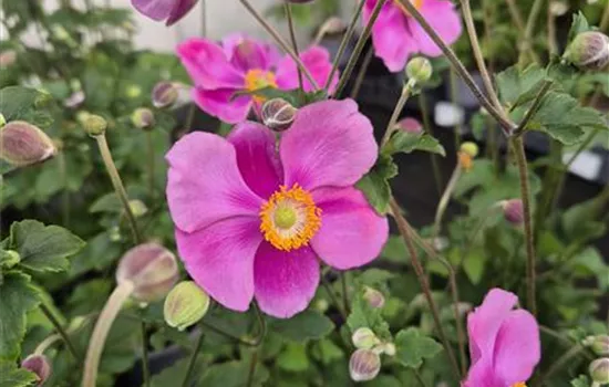 Anemone hybrid. 'Hadspen Abundance'