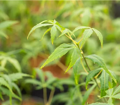 Acer palmatum 'Koto-no-ito' Acer palmatum 'Koto-no-ito'