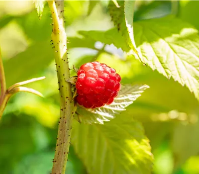 Rubus idaeus 'Glen Ample' Rubus idaeus 'Glen Ample'