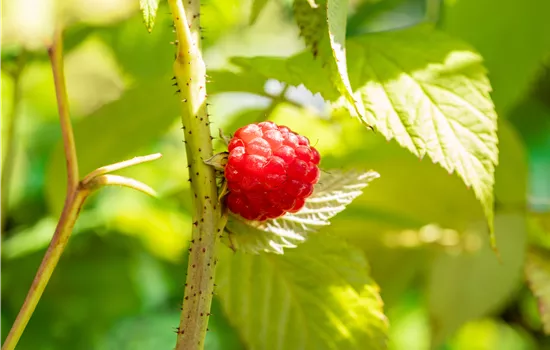 Rubus idaeus 'Glen Ample' Rubus idaeus 'Glen Ample'