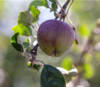 Malus domestica 'Rose de Berne' Malus domestica 'Rose de Berne'