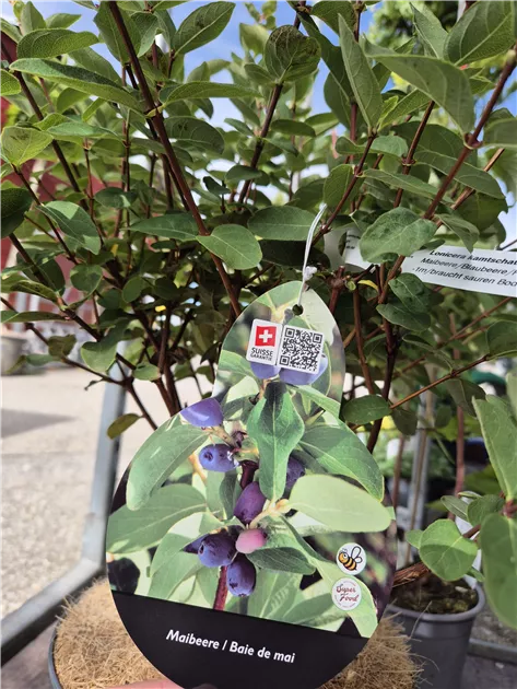 Lonicera kamtschatica 'Eisbr'