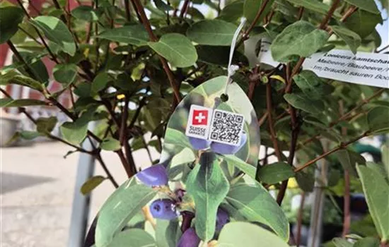 Lonicera kamtschatica 'Eisbär'