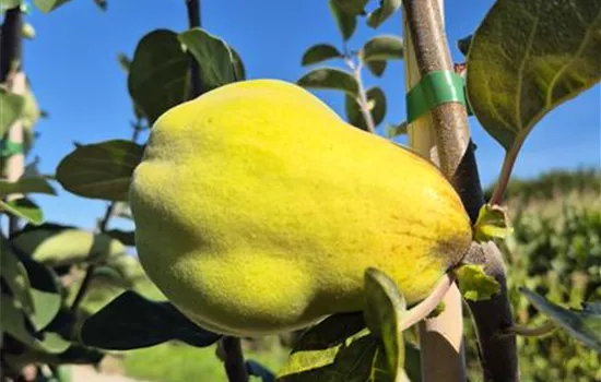 Cydonia oblonga 'Cydora Robusta' Cydonia oblonga 'Cydora Robusta'