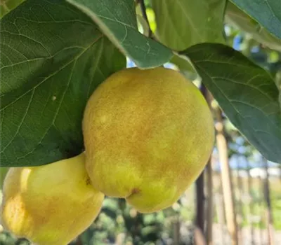 Cydonia oblonga 'Vranja' Cydonia oblonga 'Vranja'
