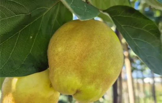 Cydonia oblonga 'Vranja' Cydonia oblonga 'Vranja'