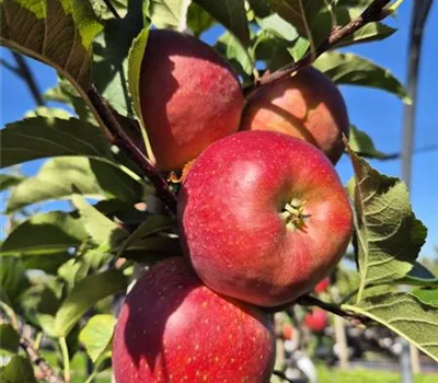 Malus 'Cassiopeia' Malus 'Cassiopeia'