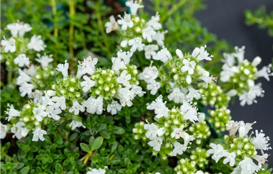 Thymus praecox 'Albiflorus'