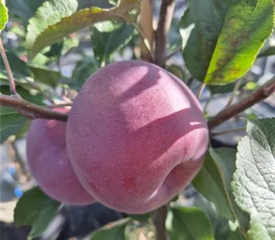 Malus domestica 'Rose de Berne' Malus domestica 'Rose de Berne'