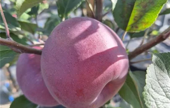 Malus domestica 'Berner Rosen'