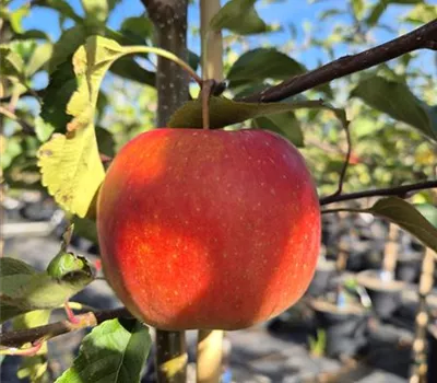 Malus domestica 'Bonita'