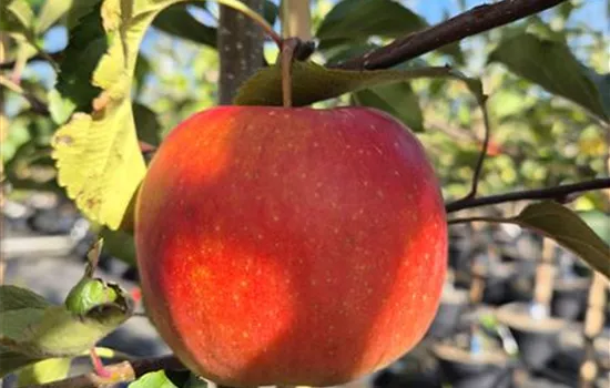 Malus domestica 'Bonita'