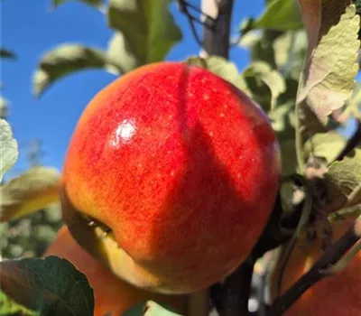 Malus domestica 'Elstar'