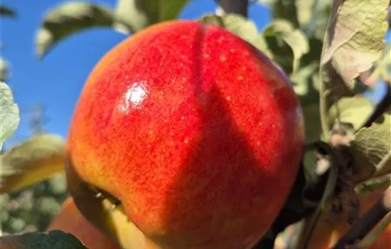 Malus domestica 'Elstar' Malus domestica 'Elstar'