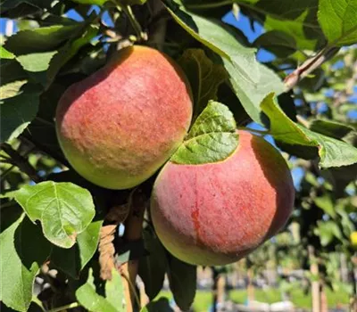 Malus domestica 'Flamenco' Malus domestica 'Flamenco'