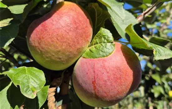 Malus domestica 'Flamenco'