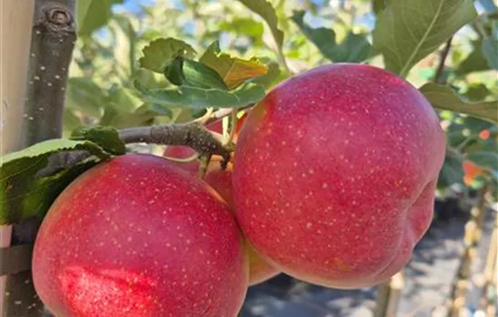 Malus domestica 'Galiwa' Malus domestica 'Galiwa'